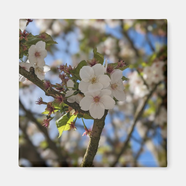 Íman Primavera (Frente)