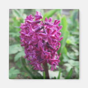 Íman primavera