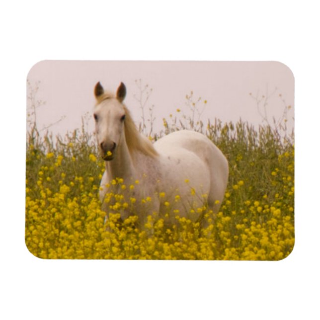 Íman Primavera (Horizontal)