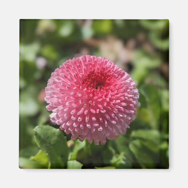 Íman Primavera (Frente)