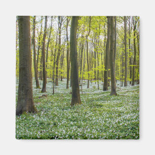 Íman Primavera à vida