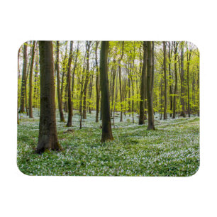 Íman Primavera à vida