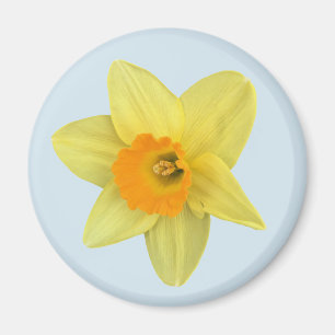 Íman Primavera amarelo Daffodil em azul pálido