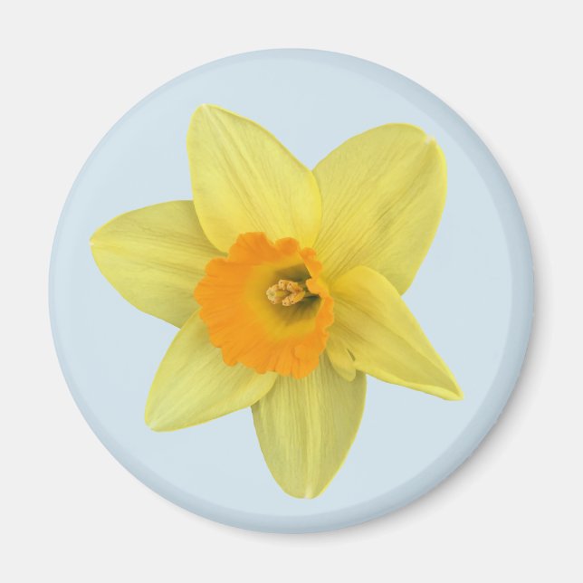 Íman Primavera amarelo Daffodil em azul pálido (Frente)