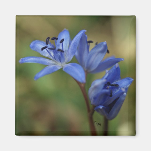 Íman primavera azul (Frente)