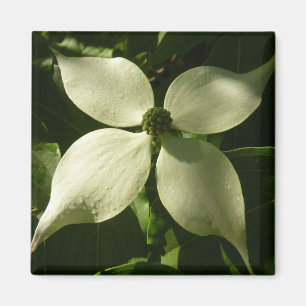 Íman Primavera branco da flor Sunlit do Dogwood floral