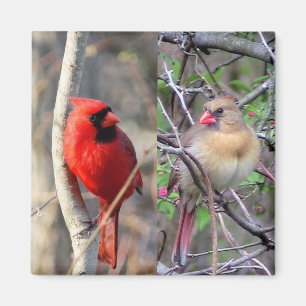 Íman Primavera Cardinals