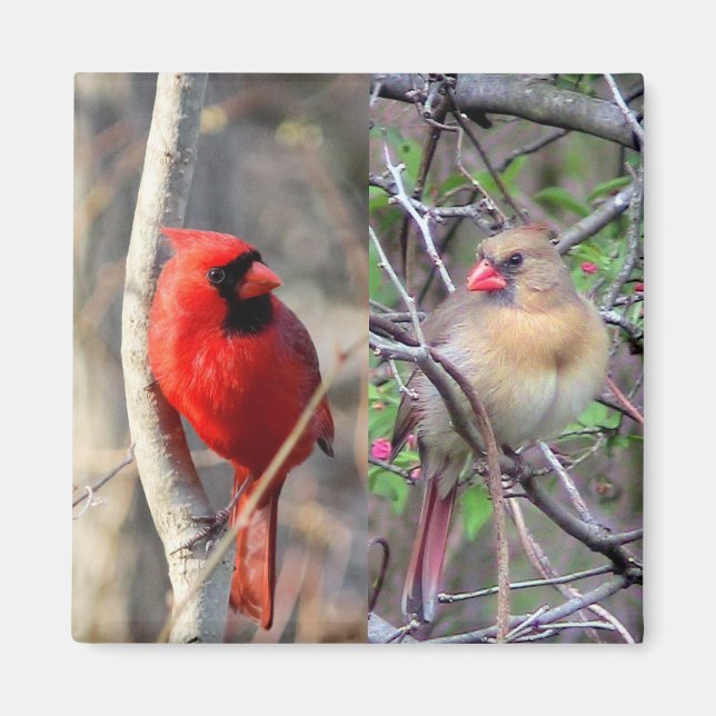 Íman Primavera Cardinals (Frente)