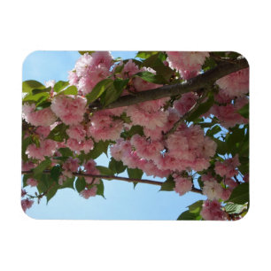 Íman Primavera cor-de-rosa de florescência dobro da