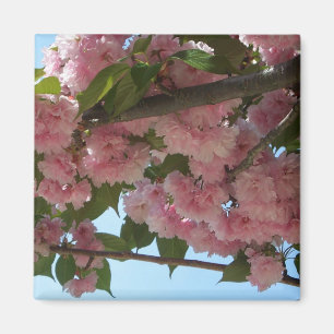 Íman Primavera cor-de-rosa de florescência dobro da