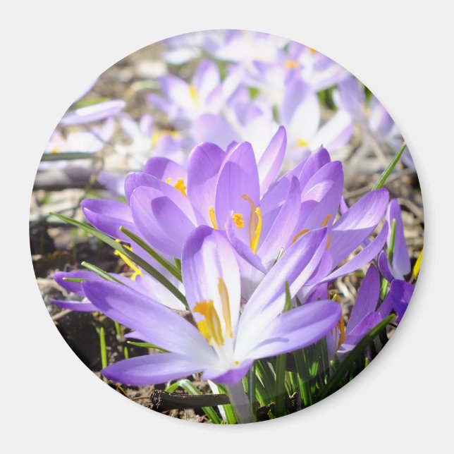 Íman Primavera Crocus Magnet (Frente)