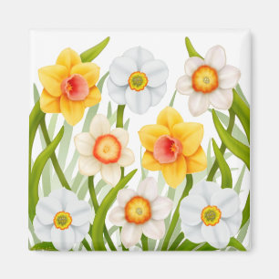 Íman Primavera Daffodils Magnet Square animado
