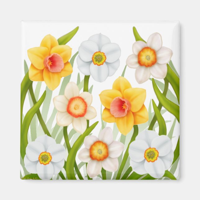 Íman Primavera Daffodils Magnet Square animado (Frente)