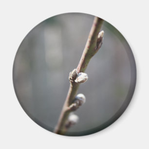 Íman Primavera está chegando