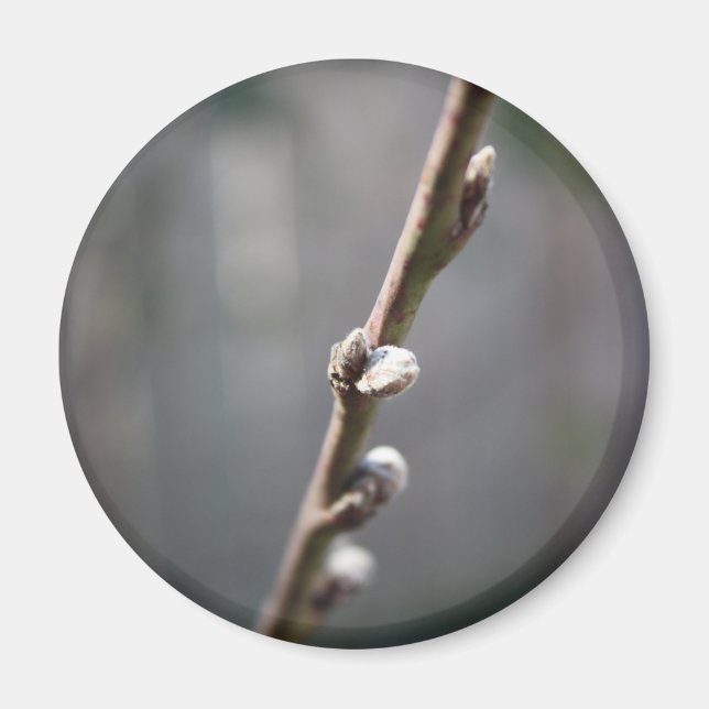 Íman Primavera está chegando (Frente)