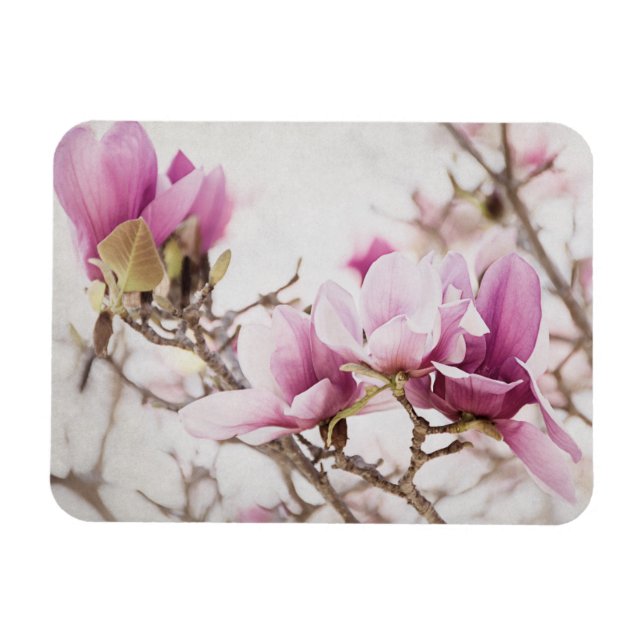 Íman Primavera está no ar (Horizontal)