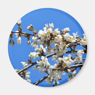 Íman primavera floresce