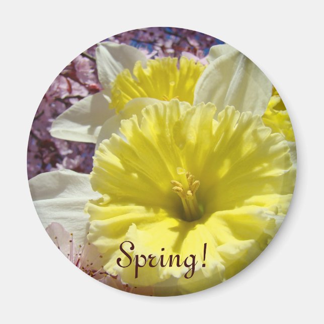 Íman Primavera! ímãs presentes Flores de Narciso Cor Br (Frente)