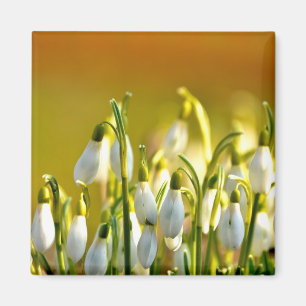 Íman Primavera - Magnet