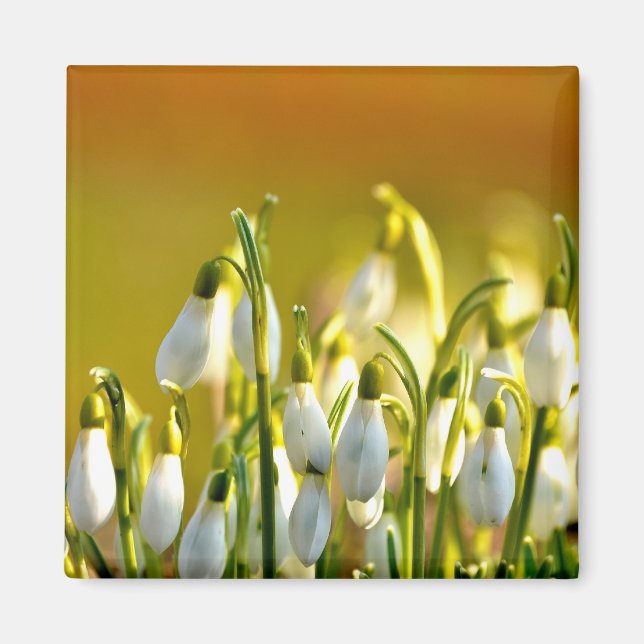 Íman Primavera - Magnet (Frente)