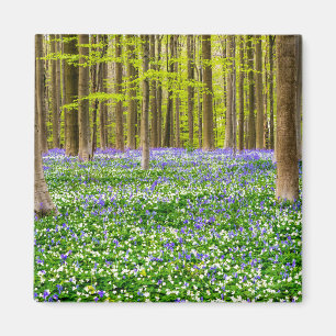Íman Primavera na Floresta Azul