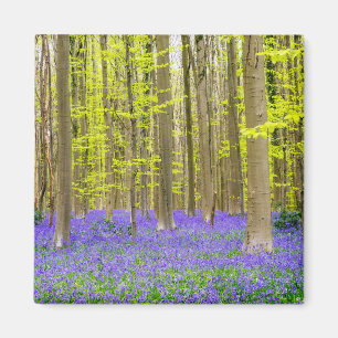 Íman Primavera na Floresta Azul