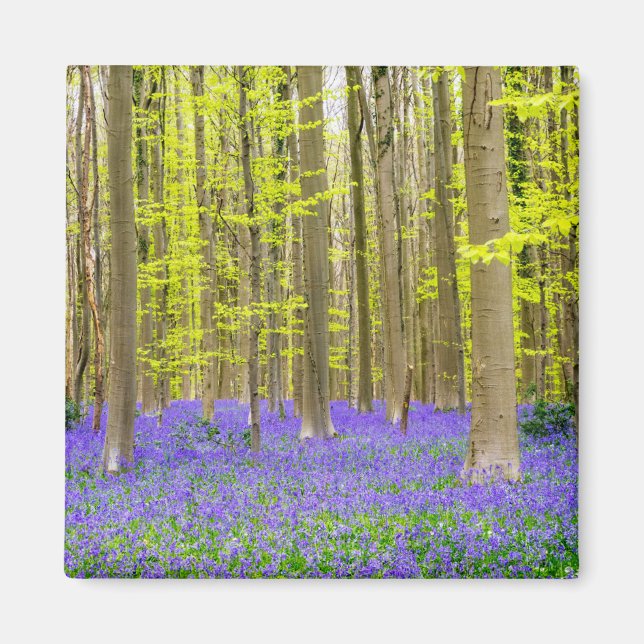 Íman Primavera na Floresta Azul (Frente)