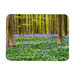 Íman Primavera na Floresta Azul