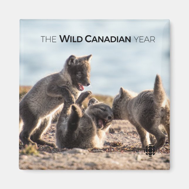 Íman Primavera - Raposa Árctica (Frente)