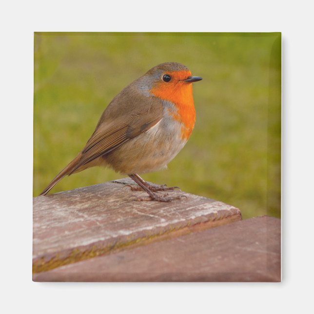 Íman Primavera Robin (Frente)