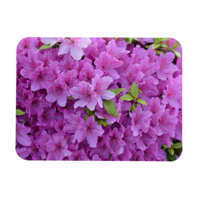 Íman Primavera Rosa Azaleas (Horizontal)