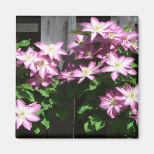 Íman Primavera roxo de escalada do Clematis floral