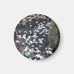 Íman Primavera Snowdrops Magnet