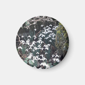 Íman Primavera Snowdrops Magnet
