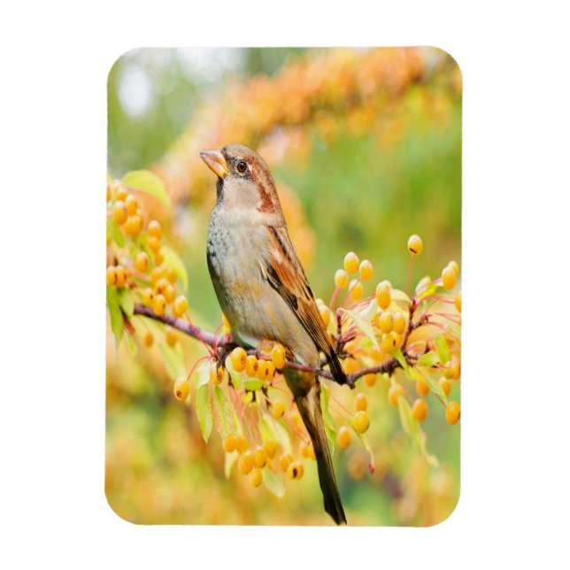 Íman Primavera Sparrow (Vertical)