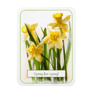 Íman Primavera tem Foto de Fechamento de Daffodils Amar
