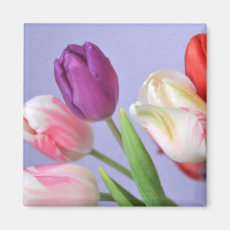 Íman Primavera Tulipas Magnet