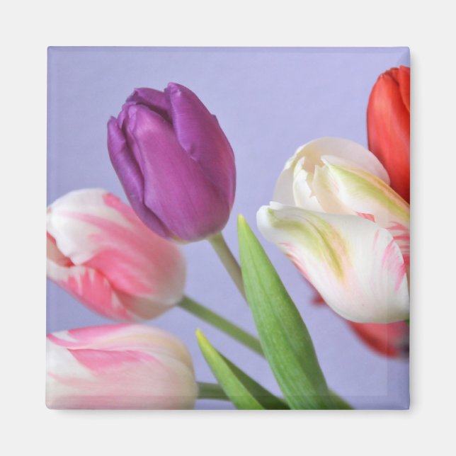 Íman Primavera Tulipas Magnet (Frente)