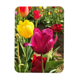 Íman Primavera Tulips, Oregon