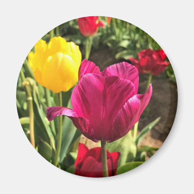 Íman Primavera Tulips, Oregon (Frente)