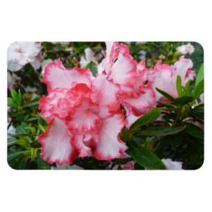 Íman Primavera vermelho e branco dobro das azáleas
