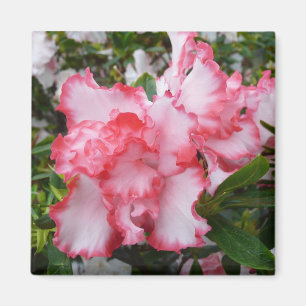 Íman Primavera vermelho e branco dobro das azáleas