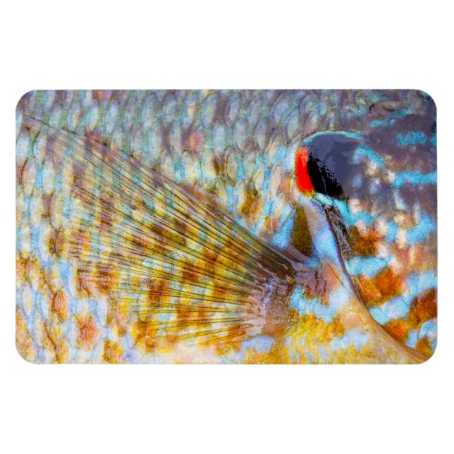 Íman Primeiro Plano De Escamas De Peixe (Horizontal)