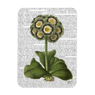 Íman Primula Auricula Azul