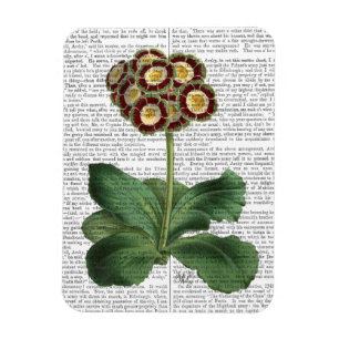 Íman Primula Auricula Vermelha