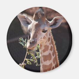 Íman Princesa Magnet #2