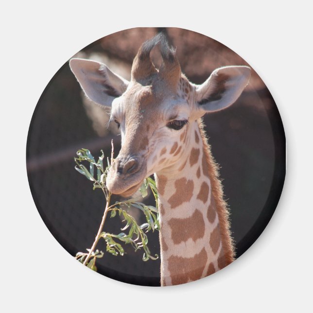 Íman Princesa Magnet #2 (Frente)