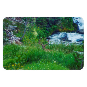Íman Príncipe da Floresta
