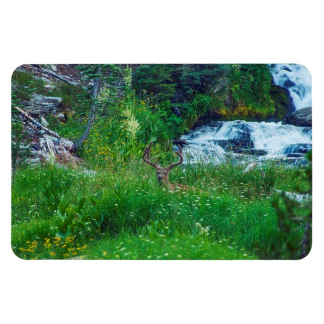 Íman Príncipe da Floresta (Horizontal)