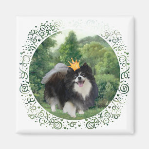 Íman Príncipe Pomerânia Preto